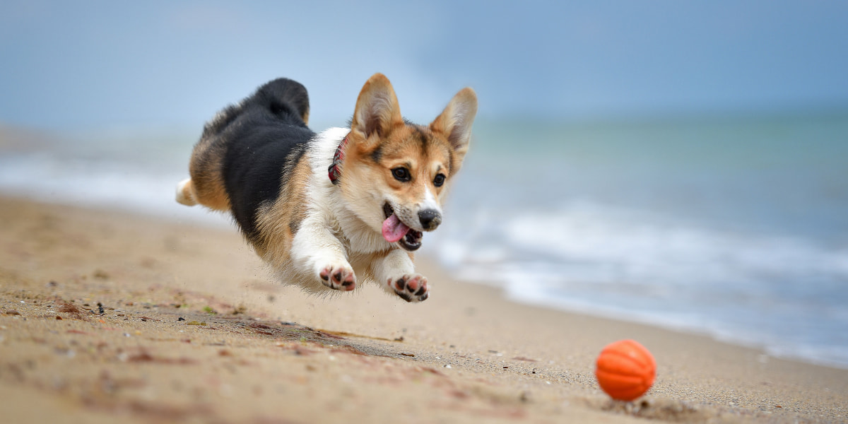 Como Viajar A Loreto Con Tu Mascota