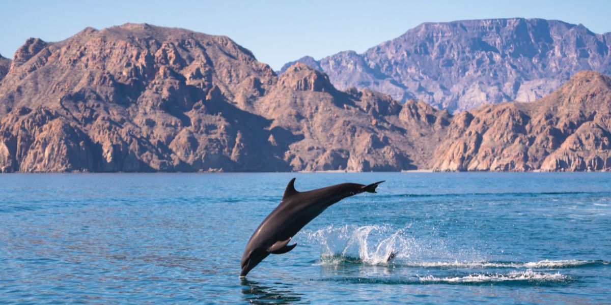 Avistamiento De Delfines En Loreto