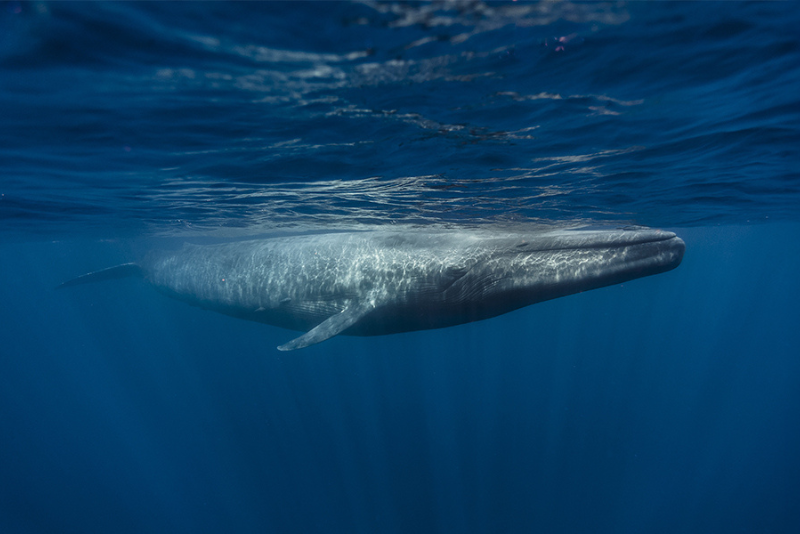 Festival de la Ballena Azul en Loreto