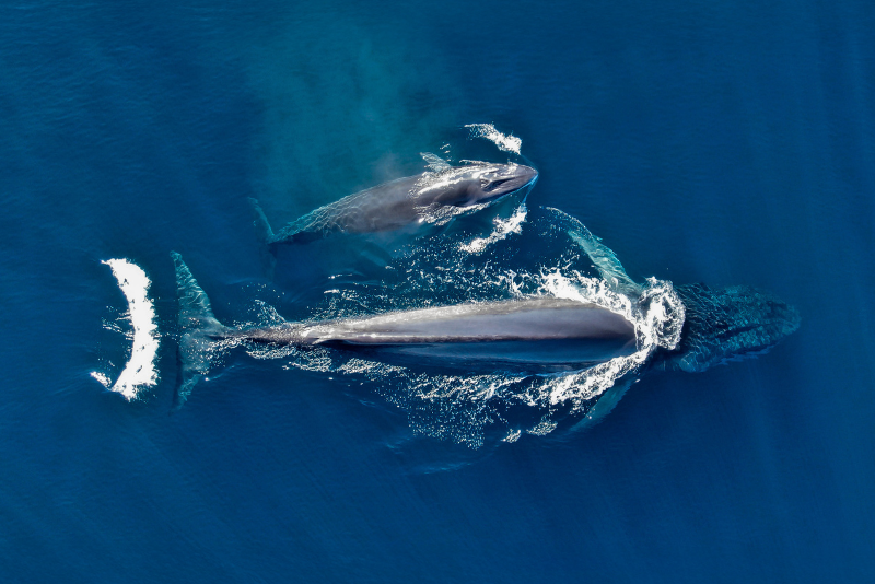 Aprovecha los últimos avistamientos de la temporada de ballenas en Loreto en marzo