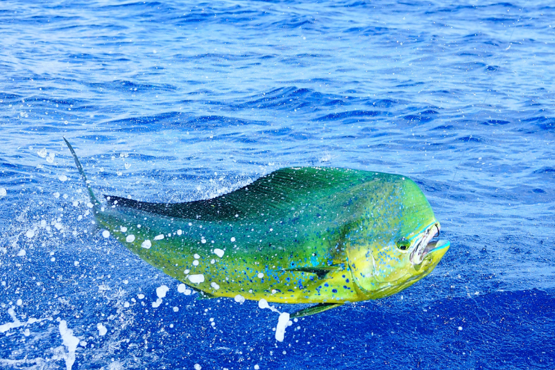 Pesca En Loreto Por Que La Panga Tradicional Es La Verdadera Experiencia De Baja
