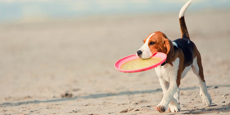 Viaja A Loreto Mexico Con Tu Mascota Viaja A Loreto Mexico Con Tu Mascota