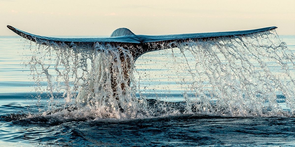 Blue Whale On The Sea Of Cortez