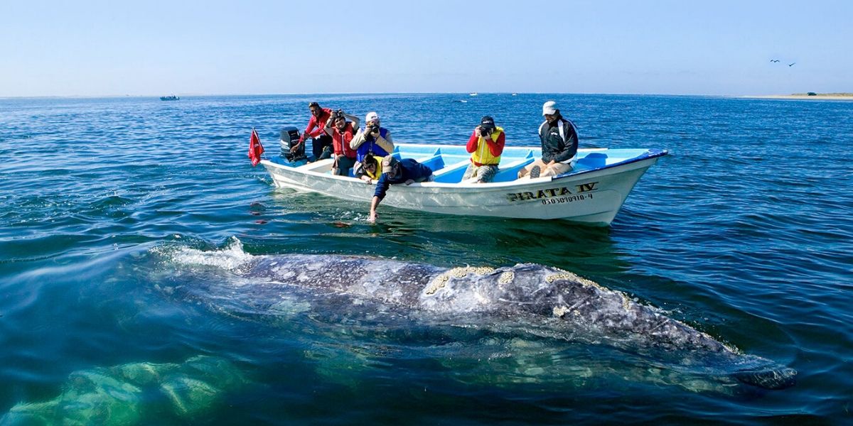 Whale Watching In Loreto Baja Sur Mexico