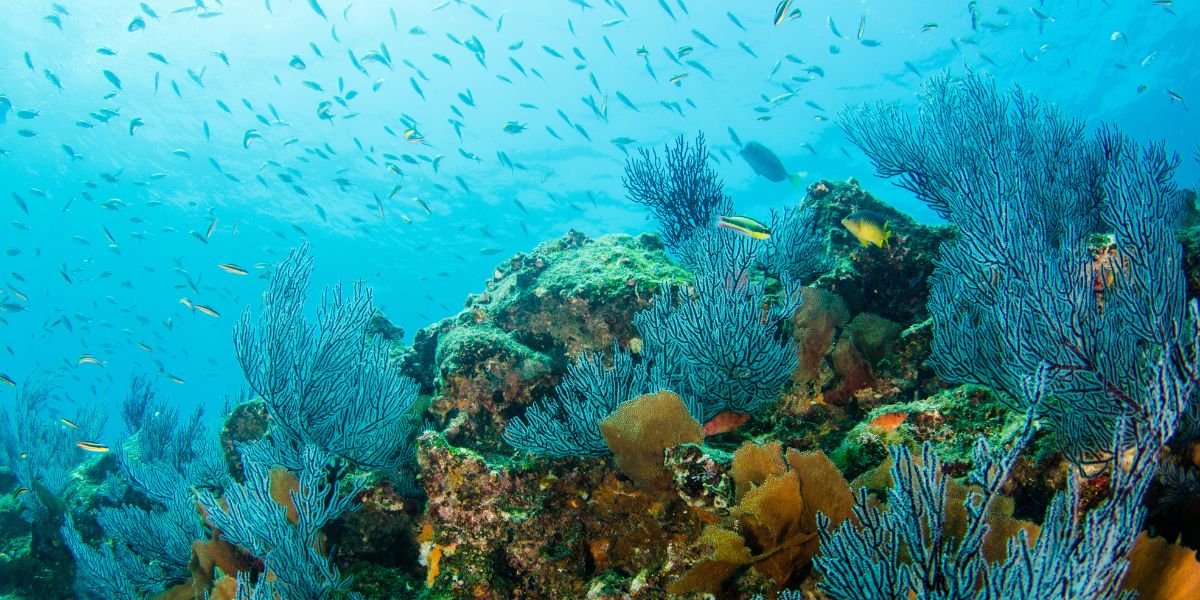 Facts About The Gulf Of California