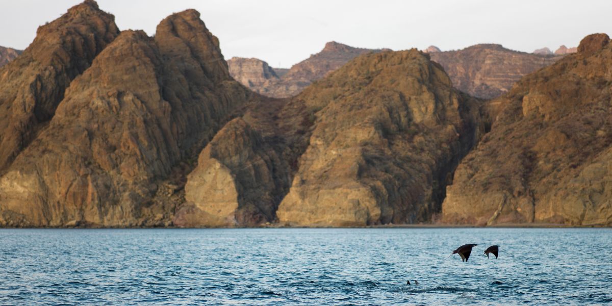 Explore Loreto Bay National Park Manta Ray