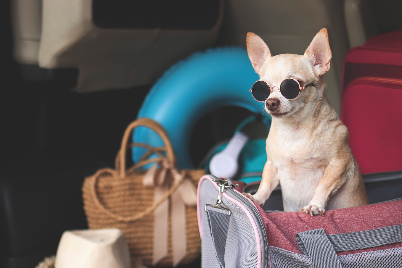 Loreto Pet Friendly