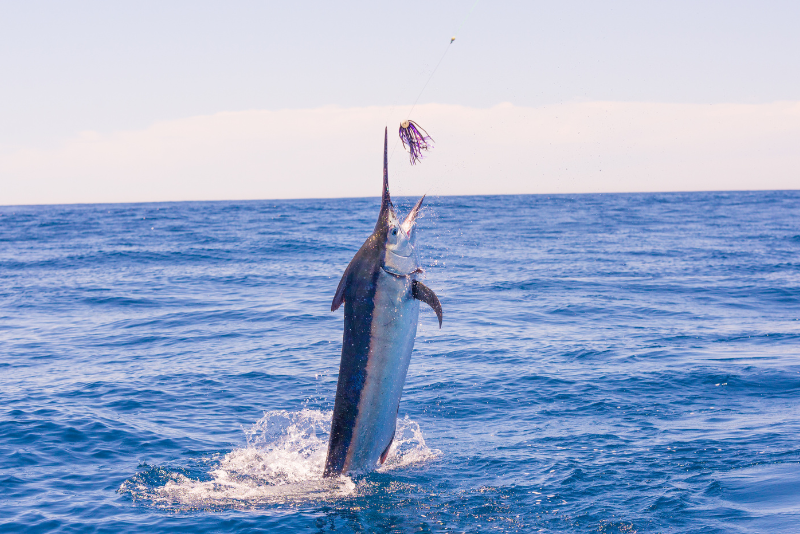 Where Is The Best Fishing In Baja California Everything You Need To Know