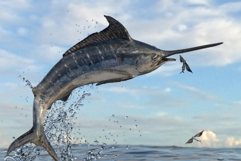 Private Panga Fishing in Loreto, With Your Stay Included