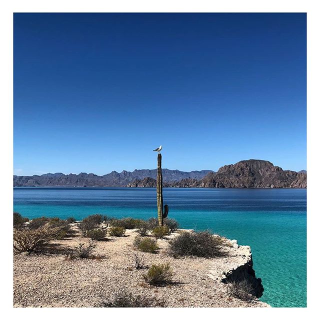 Dazante Island Snorkle Tour Sea Of Cortez Dazante Island Snorkle Tour Sea Of Cortez