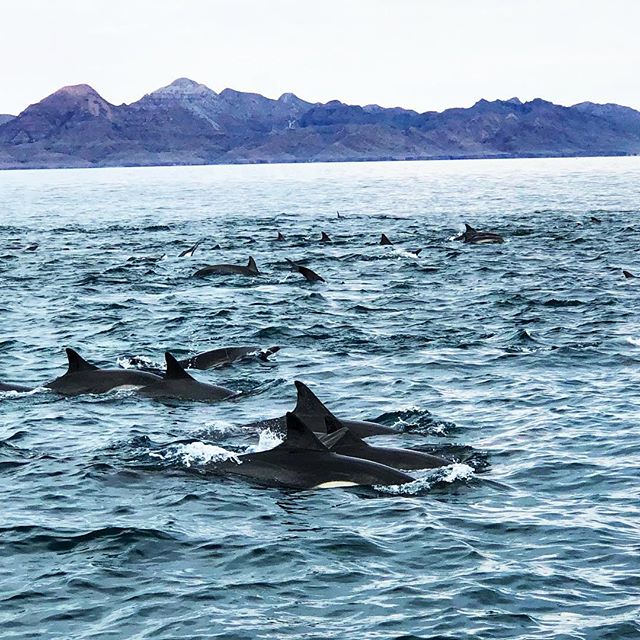 Dolphins In The Sea Of Cortez Loreto Mexico Dolphins In The Sea Of Cortez Loreto Mexico