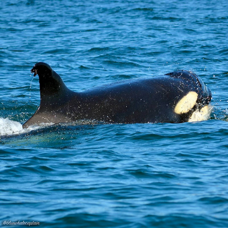 Orca Whale Watching In Loreto Baja Sur Mexico Orca Whale Watching In Loreto Baja Sur Mexico