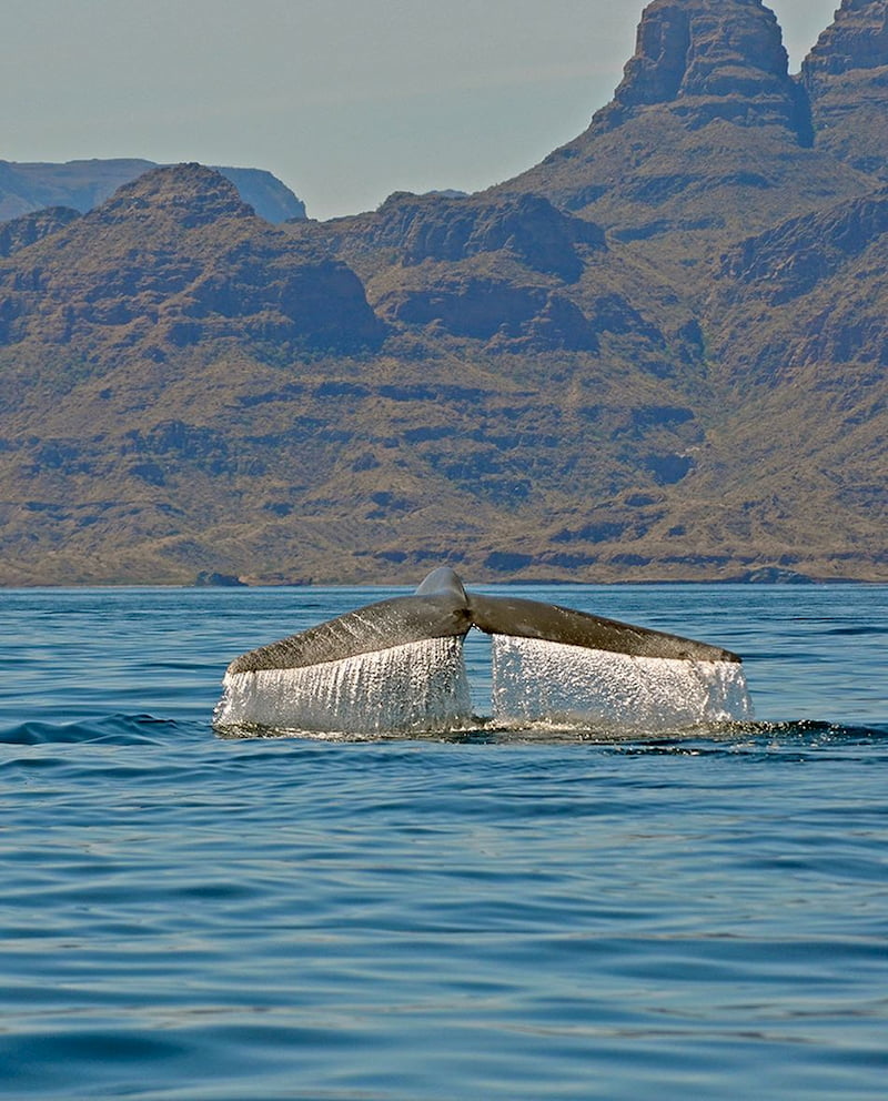 Blue Whale In Loreto Baja California Blue Whale In Loreto Baja California