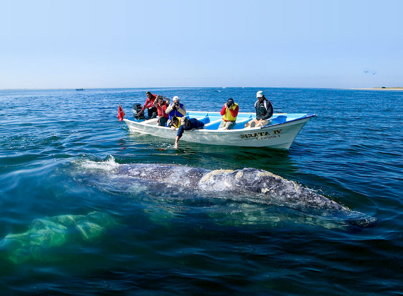 Experiencia Avistamiento De Ballenas En Loreto Mar De Cortes