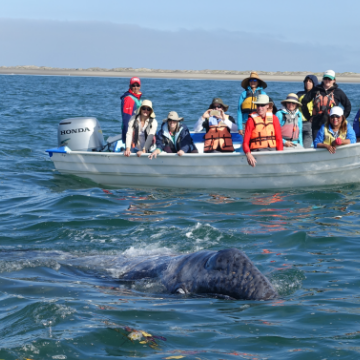 Villa del Palmar Beach Resort & Spa at The Islands of Loreto is Set to Get Close with Gray Whales