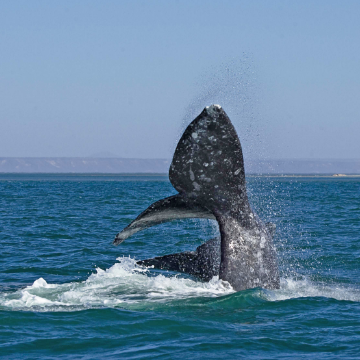 Villa del Palmar Beach Resort & Spa at The Islands of Loreto is Spectacular Venue to Get Close with Gray Whales