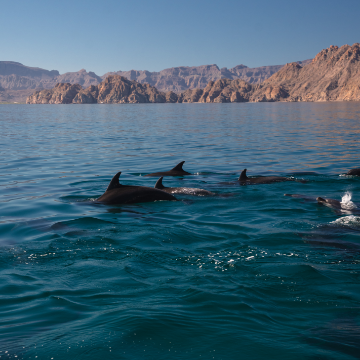 A First-timer's Guide to Mexico's Islands of Loreto