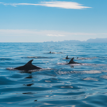 THE “OTHER” SIDE OF BAJA