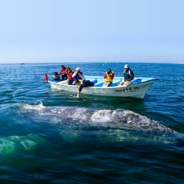 Whale Watching Season In Paradise In Baja California Sur