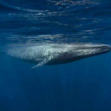 A guide to whale watching in Baja California Sur