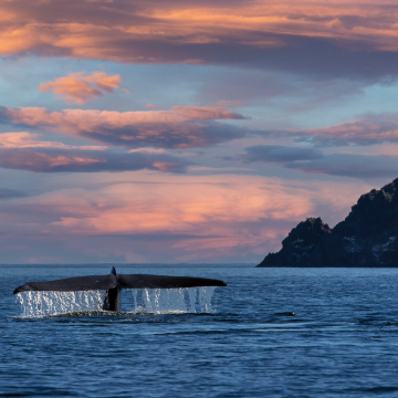 From Loreto to Magdalena Bay: Baja Sur’s Whale Watching Wonders