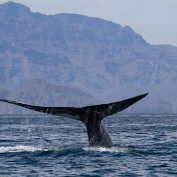 From Loreto to Magdalena Bay: Baja Sur's Whale Watching Wonders