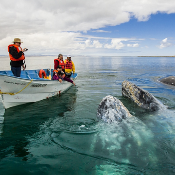 From Loreto to Magdalena Bay: Baja Sur’s Whale Watching Wonders