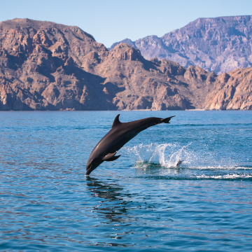 SUSTAINABLE STAYS: SUMMER ESCAPES AT OCEAN-FRIENDLY RESORTS