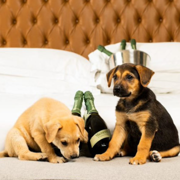 Paw-some Offers from Dog-friendly Hotels for National Dog Month in August