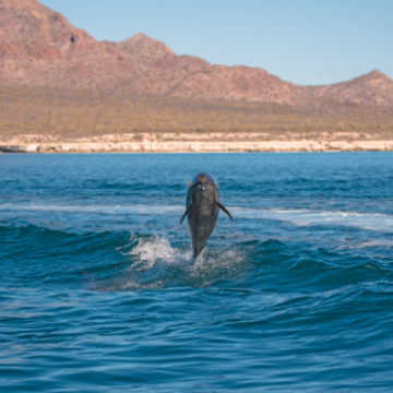The Islands of Loreto: Mexico’s Pueblo Magico Paradise