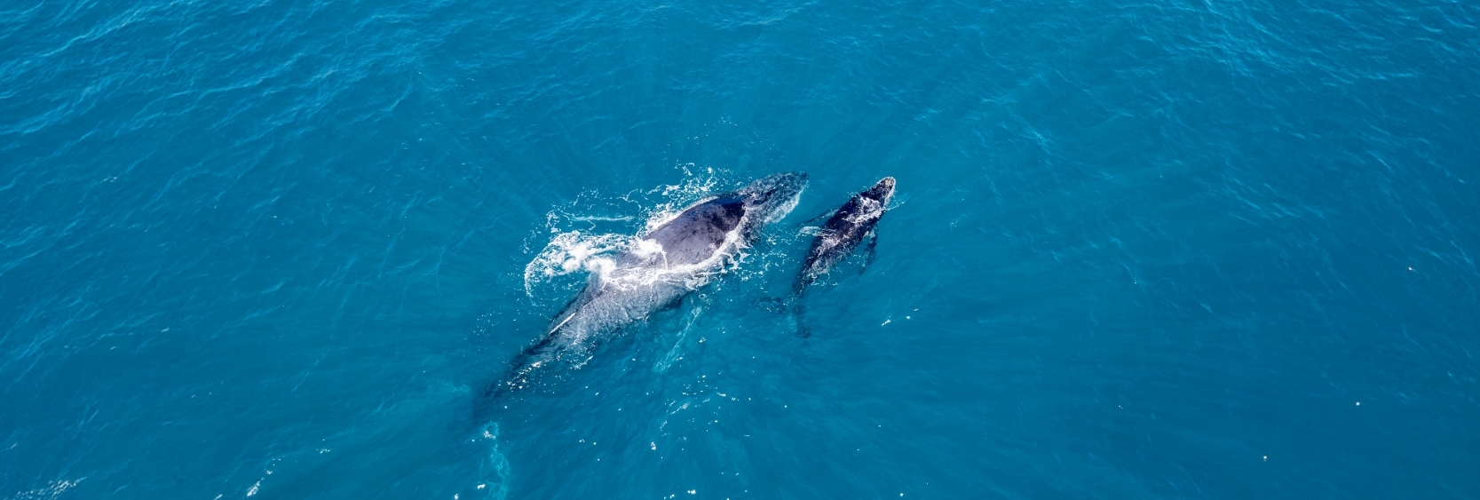 Magdalena Bay Whale Watching Tour