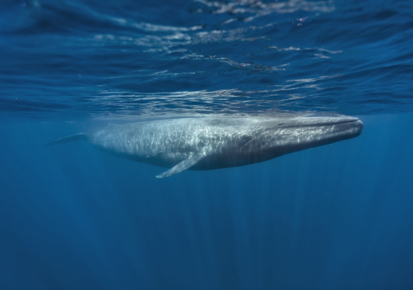 Whale Watching  Encounter